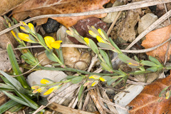 Genista januensis