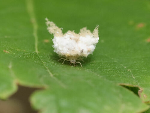 Stripe-horned Green Lacewing photo 3