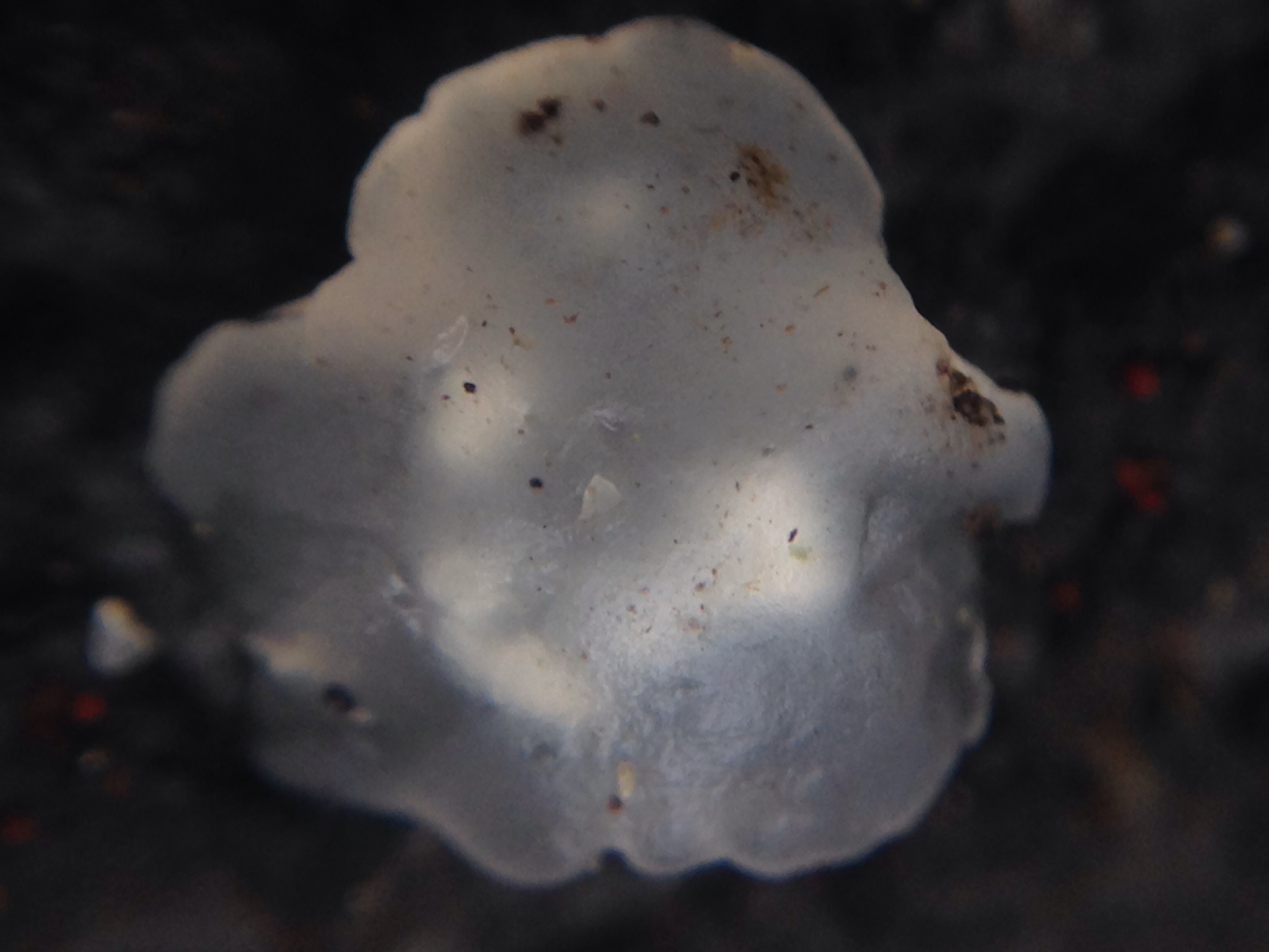 Exidia nucleata image