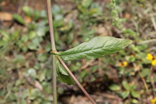Image of Plumbago pulchella by (c) Abraham Sánchez Romero, some rights reserved (CC BY)