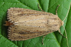 Nonagria typhae
