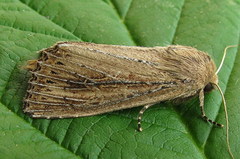 Nonagria typhae