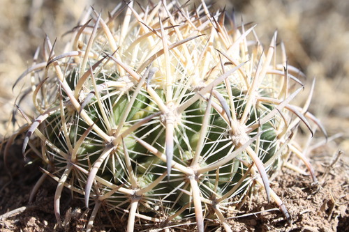 Sclerocactus unguispinus