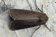 Nonagria typhae