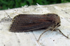 Nonagria typhae