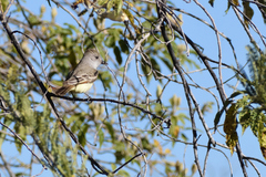 Myiarchus cinerascens