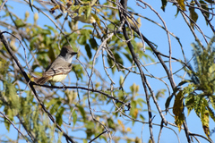 Myiarchus cinerascens