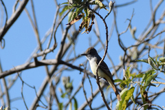 Myiarchus cinerascens