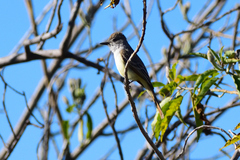 Myiarchus cinerascens