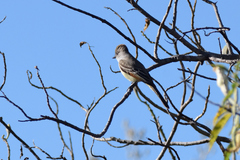 Myiarchus cinerascens