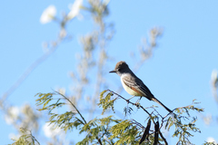 Myiarchus cinerascens