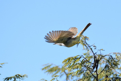 Myiarchus cinerascens