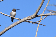 Archilochus alexandri