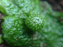 Cryptomitrium tenerum