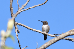 Archilochus alexandri