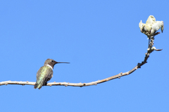 Archilochus alexandri