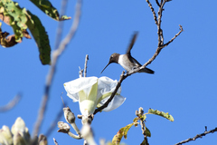 Archilochus alexandri