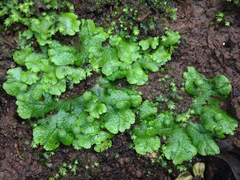 Cryptomitrium tenerum