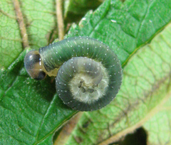 Allantus calceatus