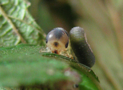 Allantus calceatus