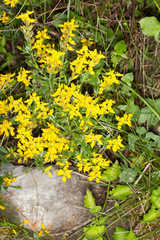 Genista germanica