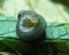 Allantus calceatus