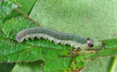Allantus calceatus