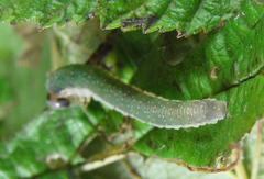 Allantus calceatus