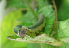 Allantus calceatus