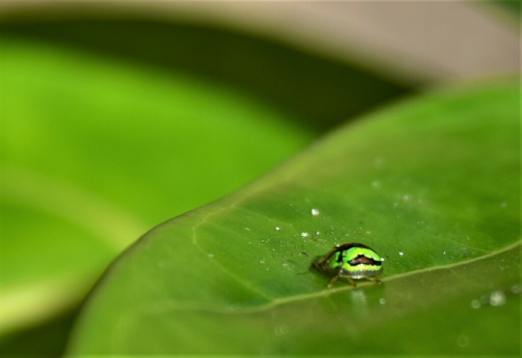 Chiridopsis trizonata