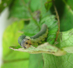 Allantus calceatus