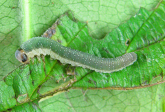 Allantus calceatus