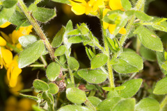 Genista germanica