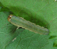 Allantus calceatus