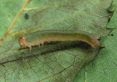 Allantus calceatus