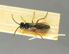 Allantus calceatus