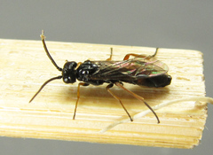 Allantus calceatus