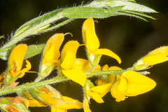 Genista germanica