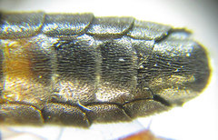 Allantus calceatus