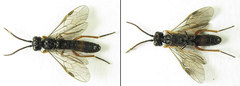 Allantus calceatus