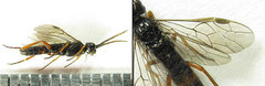 Allantus calceatus