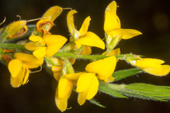 Genista germanica
