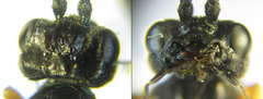 Allantus calceatus