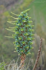 Puya alpestris