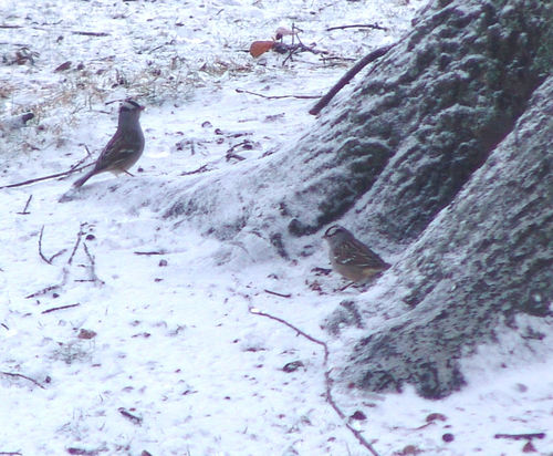White-crowned Sparrow photographed in Arkansas