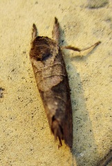 Clostera anastomosis