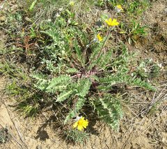 Balsamorhiza