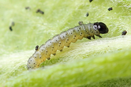 Small Quaker