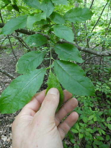 Ilex verticillata