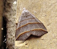 Colobochyla salicalis